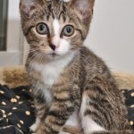 Adopting from Friends of Felines’ Rescue Center